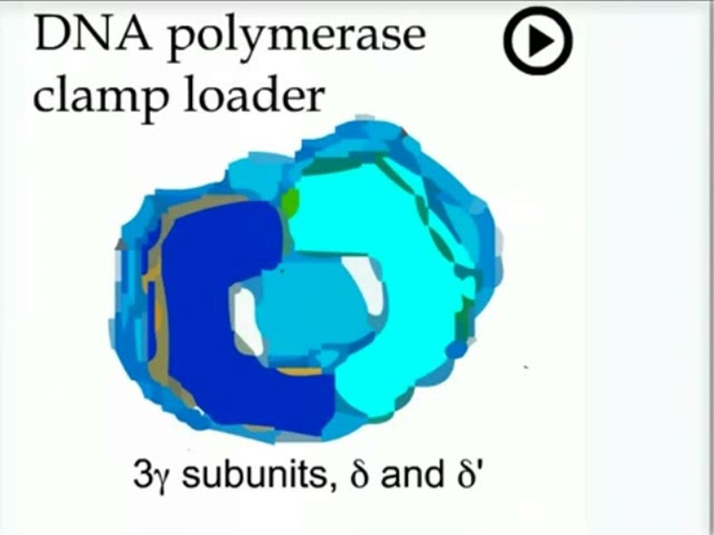 Replication Clamp loading